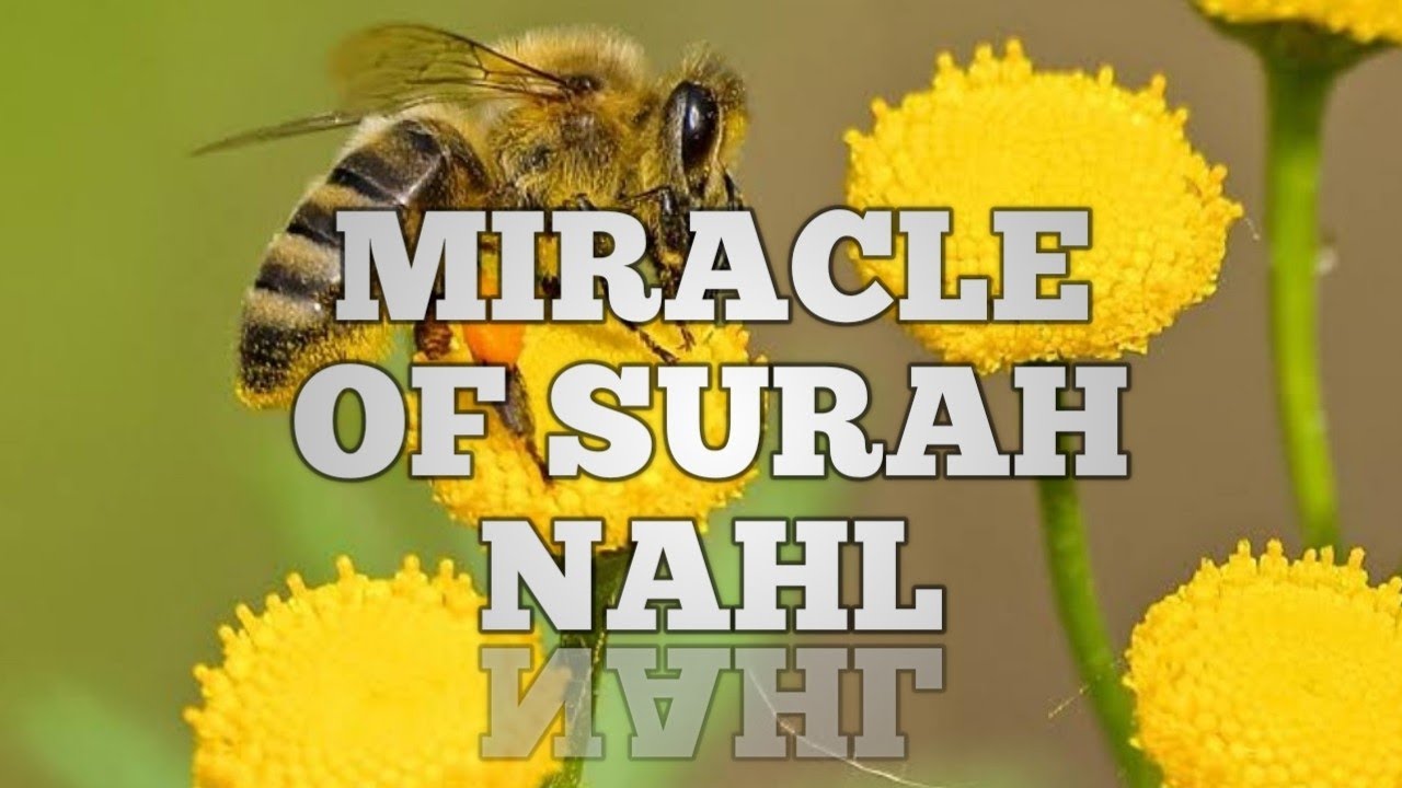 Miracle Of Surah Nahl (honey Bee)/Unexpected Thoughts - YouTube