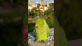 Wild Parrot didn't see me coming 🤣 #shorts #parrot #viralvideo