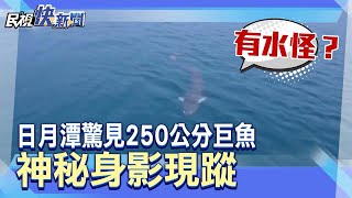 快新聞／有水怪？ 日月潭驚見250公分巨魚　神秘身影現蹤－民視新聞