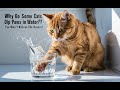 Why Do Some Cats Dip Their Paws in Water? You Won't Believe the Reason!