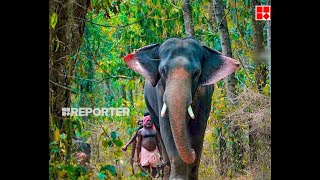 കോന്നി സുരേന്ദ്രന് പകരമെത്തിയ കോടനാട് നീലകണ്ഠൻ, ആനപ്രേമികളുടെ മനസ് കീഴടക്കിയവൻ | Kodanad Neelakandan