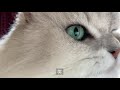 【街から山に移住5年目】オフグリッド山暮らしvlog 16 猫のアランの朝ごはん