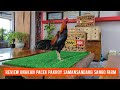 REVIEW ANAKAN PACEK PAKHOY SAMANSANDANG SANGO FARM #omahjidi #pakhoy #samansandang #sangofarm