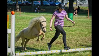 XXIII. Národní výstava velšských plemen pony a cob Plasy - Trail in hand - junior | Tom