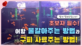 [초압축] 구피키우기! 어항 물갈아주고 사료주는 방법!