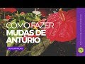 Como fazer mudas de antúrio