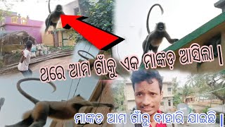 ମାଙ୍କଡ ଆମ ଗାଁରୁ ବାହାରି ଯାଇଛି |. @odiapuaasiskumarsenapati #vlog