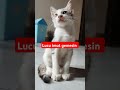 KUCING KAMPUNG LUCU IMUT GEMESIN #cat #anakkucingkampunglucu #catlover #anakkucingyanglucu