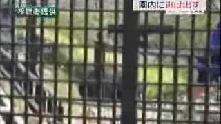 オランウータンが園内に逃げ出す　いしかわ動物園　2009.4.18