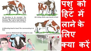 silent heat or anoestrus in cow/ पशु हिट पर न आने के कारण व उपचार/ पशु माजावर न येण्याचे कारण व उपाय