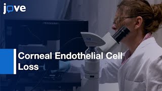 Corneal Endothelial Cell Loss Model by Laser-Assisted Experiment | Protocol Preview