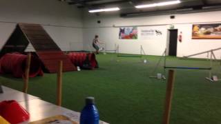 Agility Training im Hundesportzentrum Bergisch Land