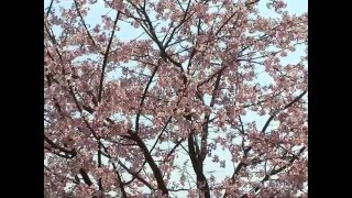 北浅川・河津桜葉桜