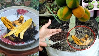 Make best fertilizer using banana peel for fruits & vegetable: केले के छिलके का खाद