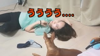 【ドッキリ】飼い主が死んだふりして生き返ったら犬はどーする？ 【検証・感動】dog's reaction when she dies and revive.