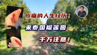 泰国安全生存指南，惨痛的人生经历！ 投资泰国榴莲园千万注意！｜泰国黎叔说（第195期）