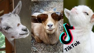 Most Funny and Cute Baby Goat Videos 2023 | TikTok Try Not To Laugh Compilation