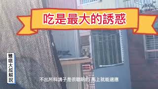 (煮夫日常-養鴿樂-142）簡易降落台改造分享