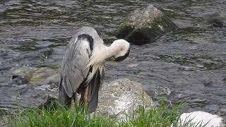 アオサギGrey heron（青鷺、蒼鷺、Ardea cinerea）鳥綱ペリカン目サギ科　　DSCN4760