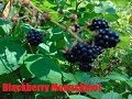 Blackberry Moonshine Blackberry Moonshine