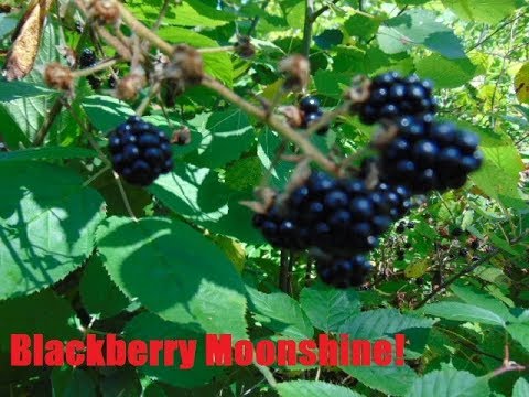Blackberry Moonshine Blackberry Moonshine