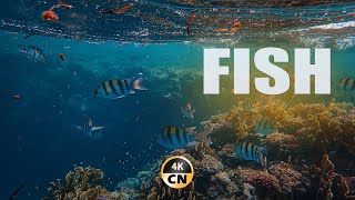 Underwater life with fish - piano music for relaxation, romance and meditation | Full HD🐟🎵