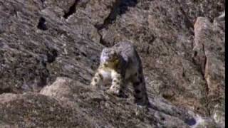 (1/6) Snow Leopard of Pakistan - Beyond the Myth