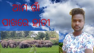 ଆମ ଗାଁ ପାଖରେ ଆଜି ହାତୀ ସକାଳେ ସକାଳେ 🐘🐘🐘🐘