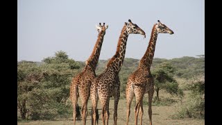 Giraffe សត្វកវែង