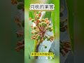 月桃 shell flower｜包粽子必備葉子｜全身都是寶｜台灣常民文化｜麟山鼻