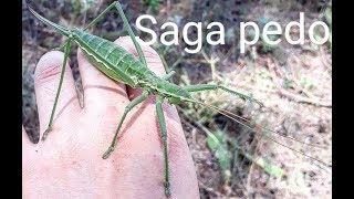 Saga pedo / Дыбка степная в Николаевской степи