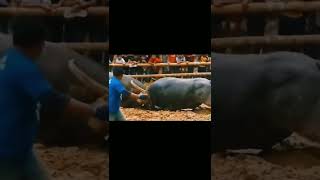 animal fight,buffalo fight#adu kerbau#short