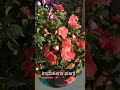 how to grow impatiens plant buttyful colour easy to grow impatiens plant