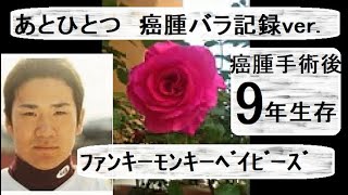 【あとひとつ】うらら9年生存癌腫ﾊﾞﾗ手術後記録【ﾌｧﾝｷｰﾓﾝｷｰﾍﾞｲﾋﾞｰｽﾞ】