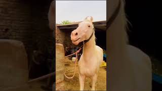 घोड़े की सुरीली आवाज ।। #short #horse #Marwadi