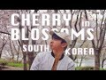 SPRING IN SOUTH KOREA (Famous places to see Cherry Blossoms in Seoul)