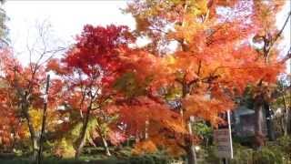 柏市　観音寺　紅葉　Kashiwa City Kannonji Autumn leaves