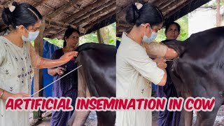 കൃത്രിമ ബീജ സങ്കലനം /Artificial insemination by lady vet /cow / ABS SEMEN /CHAMPION