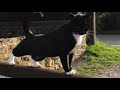 Montage of Derbyshire Pony Trekking