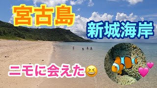 【宮古島】新城海岸でカクレクマノミ発見！