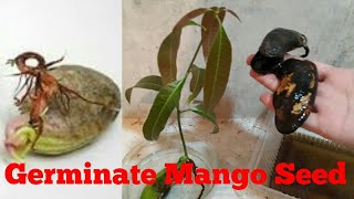 Why Mango Seed Didn't Germinate | Mango Seed Germinate | Grow Mango