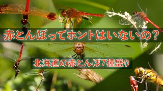 赤とんぼってホントはいないの？北海道の赤とんぼ7種盛り