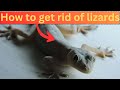 How to get rid of lizards at home /3 ways