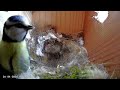 blue tit nest box 6 chicks 55 days of nesting egg laying hatching feeding u0026 fledging