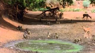 Last Feast of The Crocodiles - National Geographic