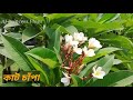 verius type of flowers name বিভিন্ন রকমের ফুল first vlogs aj princess vlogs