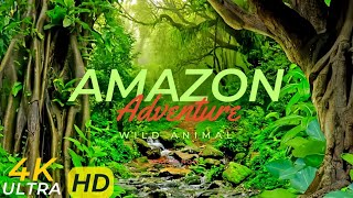 Amazon 4K - The World's Largest Tropical Rainforest | ULTIMATE WILDLIFE In 12K HDR DOLBY VISION