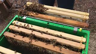 Honey Bees Capped and uncapped brood larvae