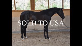 *** SOLD TO USA *** *2014 gelding, Quaid - Graf Grannus