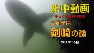 劔崎の磯　水中動画　2019年6月上旬